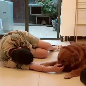 當主人暈倒的時候,金毛的反應讓人暖心,而貓的表現反轉得太扎心