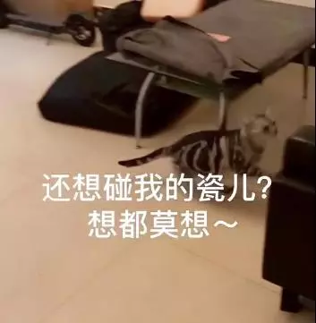 當主人暈倒的時候,金毛的反應讓人暖心,而貓的表現反轉得太扎心
