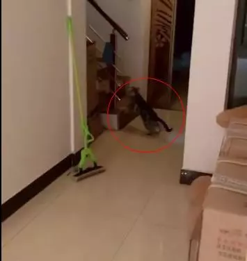 當主人暈倒的時候,金毛的反應讓人暖心,而貓的表現反轉得太扎心