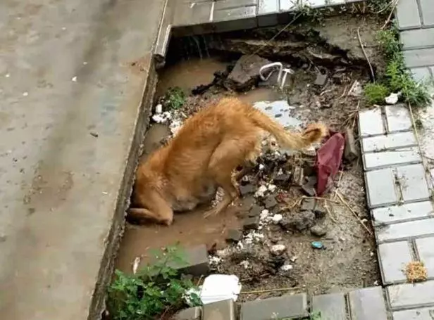 家被大水沖毀,狗媽媽不顧生死,一次次救出孩子們