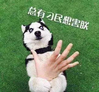 狗狗到底能不能吃人的食物?據說這些謠言資深養狗人都不知道呢!