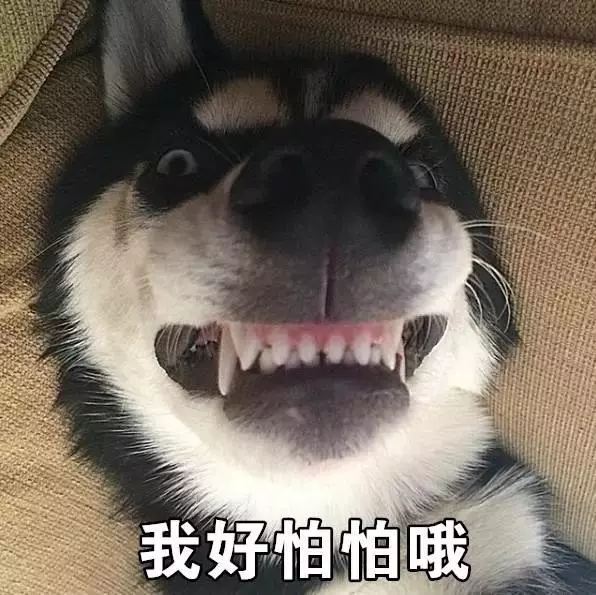 狗狗到底能不能吃人的食物?據說這些謠言資深養狗人都不知道呢!