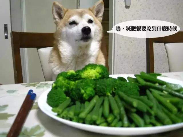 狗狗到底能不能吃人的食物?據說這些謠言資深養狗人都不知道呢!