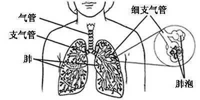 人體最佳排毒方法——心、肝、脾、肺、腎五臟之毒的症狀及排毒法