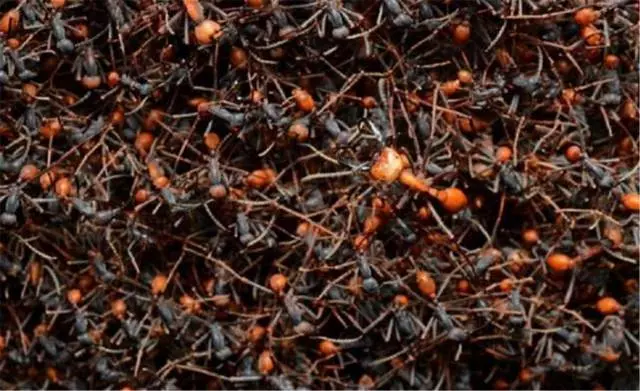 自然界最「膽大」的6種動物,鬣狗上榜,最後一個因「太有種」!