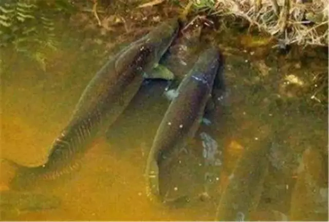 自然界最「膽大」的6種動物,鬣狗上榜,最後一個因「太有種」!