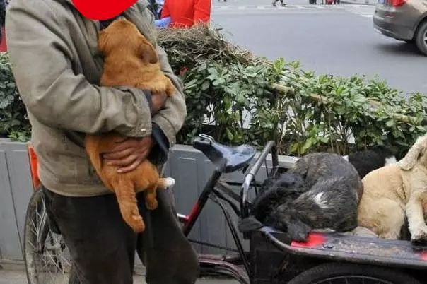 白天好心給了乞丐一碗飯,結果晚上乞丐養的土狗卻幫我掙了上萬塊