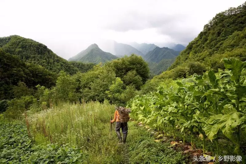 八旬大爺「倒插門」深山,一個人種8畝地,賺錢就給老伴買化妝品