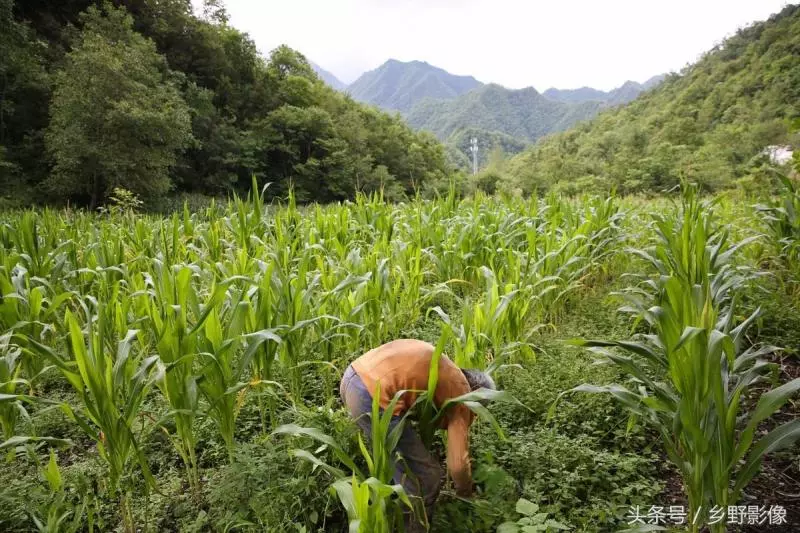 八旬大爺「倒插門」深山,一個人種8畝地,賺錢就給老伴買化妝品