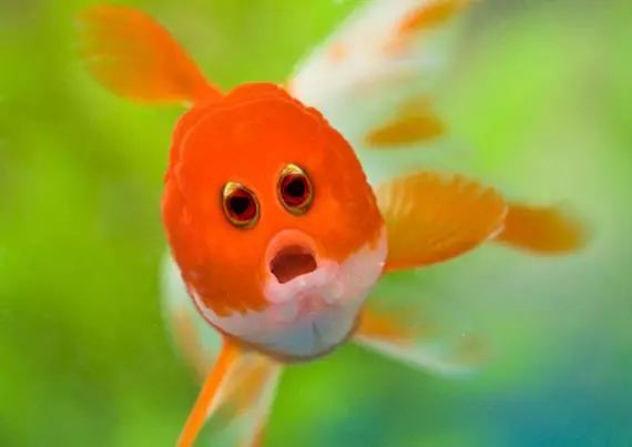 好奇動物的眼睛為什麼都長在兩側?9張PS圖證明「因為長在正面會害大家笑到往生」!