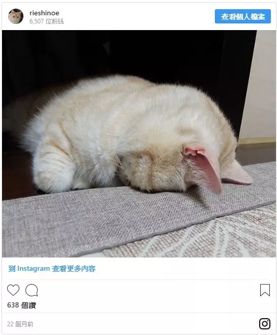 朕接收了~橘喵抵擋不了「大G腿的魅力」 手手抓著低聲狂吼:94不放開!