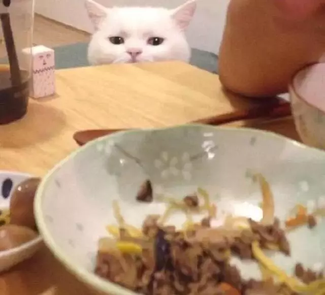 豪想吃...主人開飯被「邪惡視線」狂盯 偷伸肉球秒抓包:分朕一口就好!