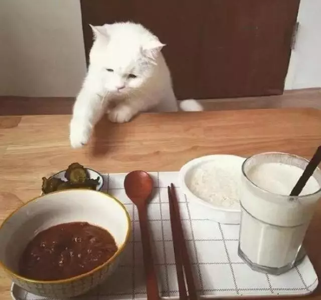 豪想吃...主人開飯被「邪惡視線」狂盯 偷伸肉球秒抓包:分朕一口就好!