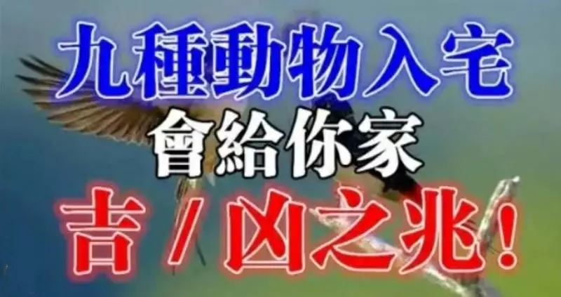 九種動物入宅帶來的吉凶福禍!太驚人了!