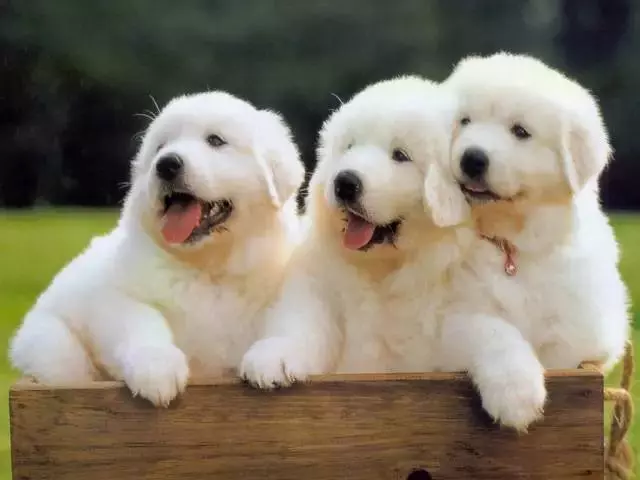 九種動物入宅帶來的吉凶福禍!太驚人了!