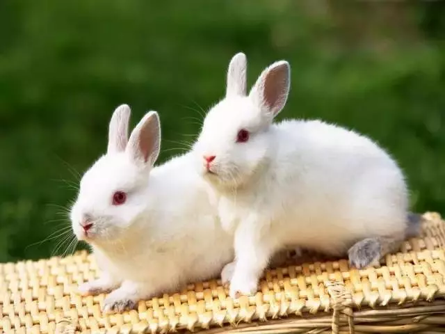 九種動物入宅帶來的吉凶福禍!太驚人了!