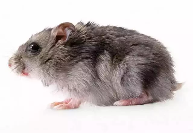 九種動物入宅帶來的吉凶福禍!太驚人了!