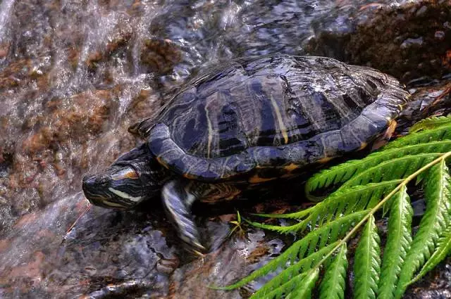 九種動物入宅帶來的吉凶福禍!太驚人了!
