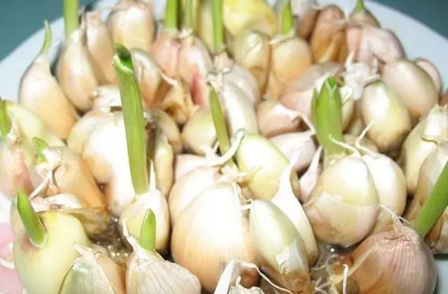 大蒜髮芽後還能吃嗎?4大功效,你知道多少?