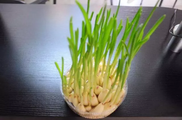 大蒜髮芽後還能吃嗎?4大功效,你知道多少?