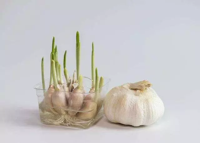 大蒜髮芽後還能吃嗎?4大功效,你知道多少?