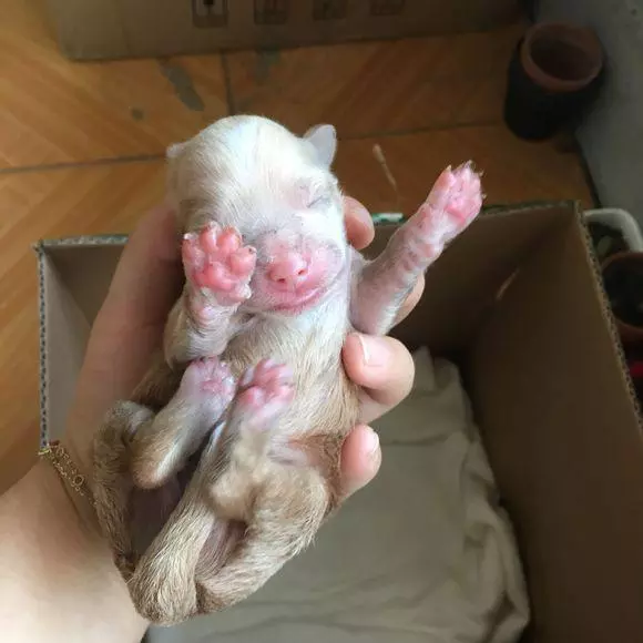 狗狗剛出生就被丟掉,女孩看一次心疼一次,老闆的話讓她心頭一涼