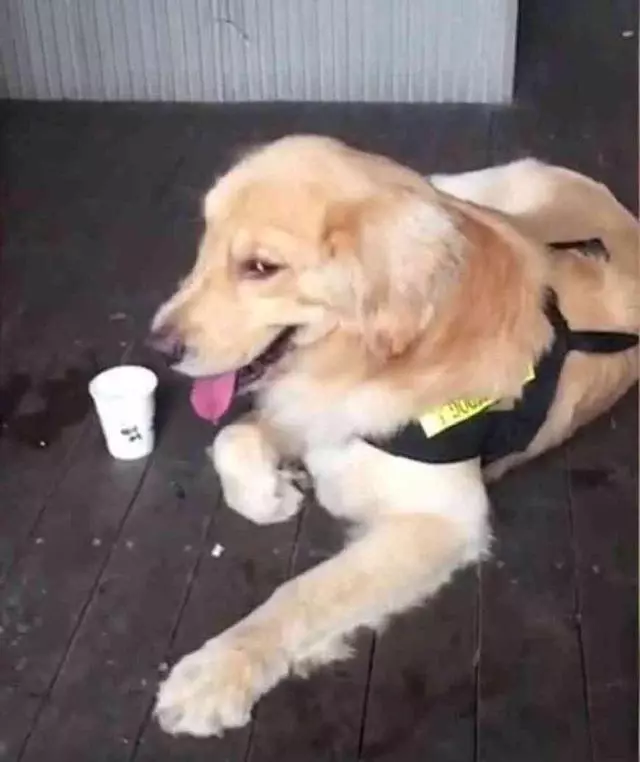 金毛假扮警犬被拘1天,主人100元把它贖回,網友:一隻社會狗