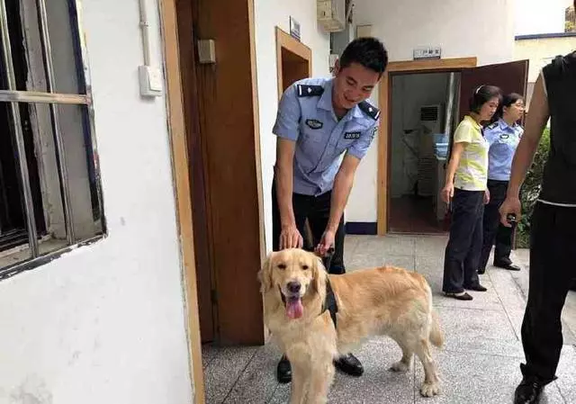 金毛假扮警犬被拘1天,主人100元把它贖回,網友:一隻社會狗