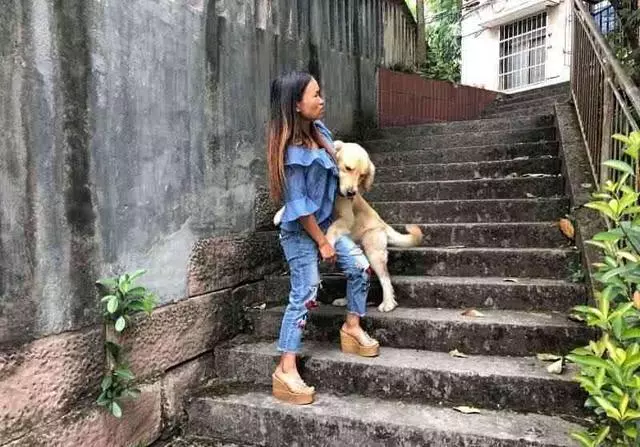 金毛假扮警犬被拘1天,主人100元把它贖回,網友:一隻社會狗