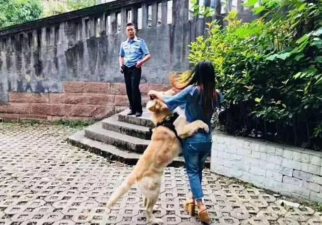 金毛假扮警犬被拘1天,主人100元把它贖回,網友:一隻社會狗