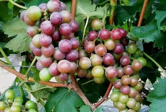 秋天一來,吃這6種水果,氣色好到能發光