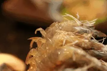 這些吃法奇葩又有趣!安排!馬上安排!