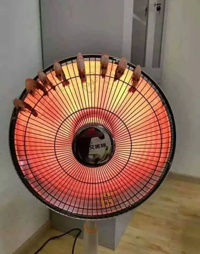 晚上怕冷,又想吃宵夜怎麼辦?網友自創「天冷烤蝦法」,讓網友們笑翻了:「這是哪一招啊?」