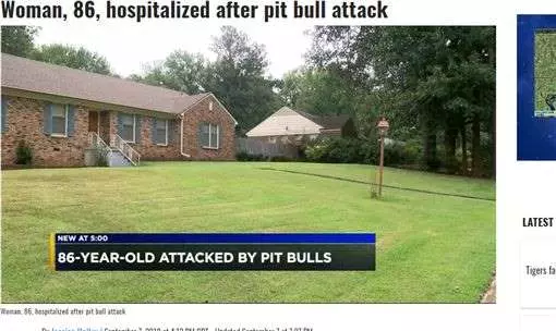 又是比特犬!86歲奶奶遭狠咬重傷