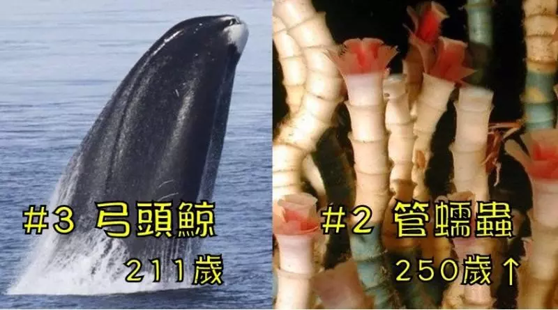 盤點「地球上最長壽」生物TOP5,#5當寵物不用哭哭、#1生命自己控制!