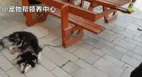 警察發現一隻走失「哈士奇」通知主人!主人卻說「放這首歌,如果會一起唱就是我家的狗」..