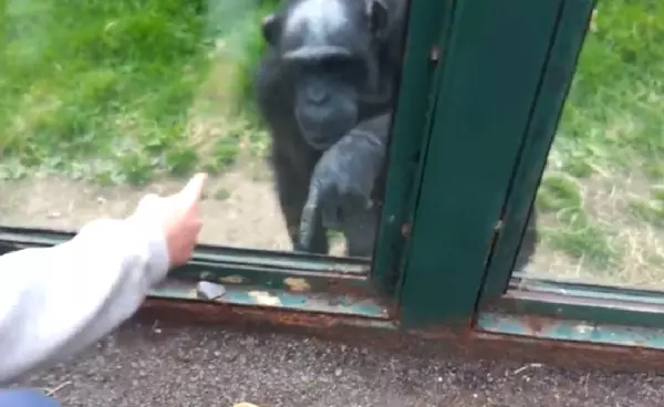 黑猩猩在玻璃內「一直比手語」讓遊客超困惑!專家看完很心碎!手語意思翻譯後根本一場悲劇!