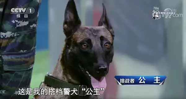 天生就怕高,但身為警犬它卻得爬上「8公尺」的高坡挑戰,雙腳發抖模樣讓人看了都要心疼死!