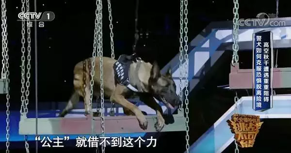 天生就怕高,但身為警犬它卻得爬上「8公尺」的高坡挑戰,雙腳發抖模樣讓人看了都要心疼死!