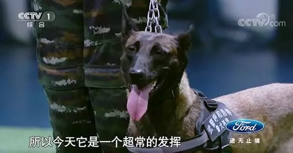 天生就怕高,但身為警犬它卻得爬上「8公尺」的高坡挑戰,雙腳發抖模樣讓人看了都要心疼死!