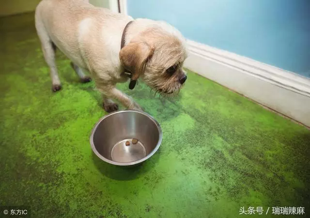 寵物狗狗眼睛經常流淚怎麼回事?淚痕嚴重怎麼消除?