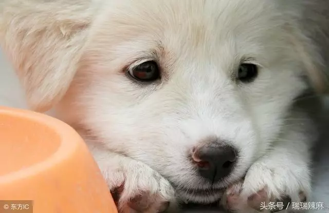 寵物狗狗眼睛經常流淚怎麼回事?淚痕嚴重怎麼消除?