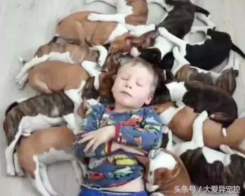 13隻小狗崽誤認小主人為媽媽,每天追著討奶吃,急哭小主人!