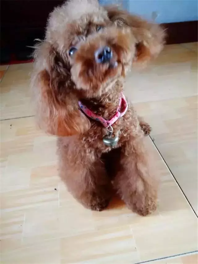 泰迪愛咬鏟屎官,而且越打狗狗越凶,學會這三招讓泰迪變乖巧