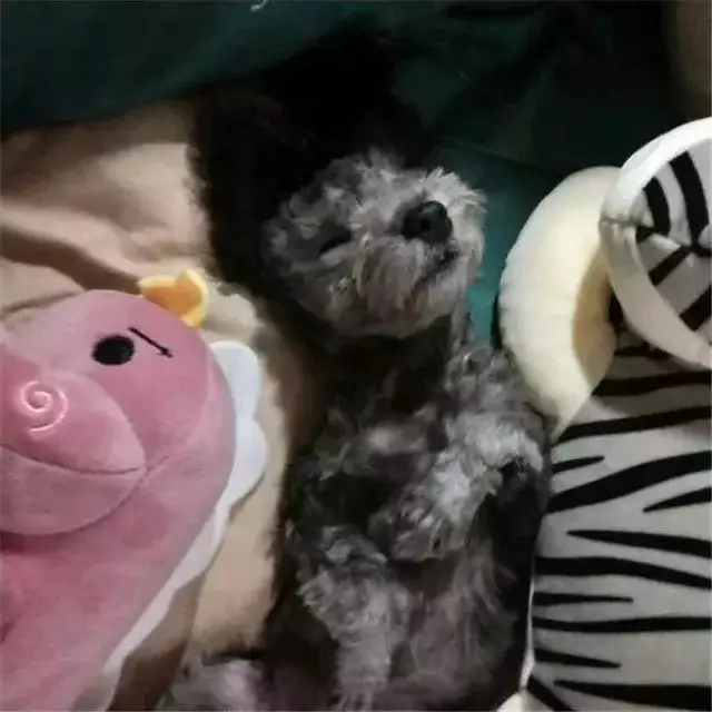 泰迪愛咬鏟屎官,而且越打狗狗越凶,學會這三招讓泰迪變乖巧