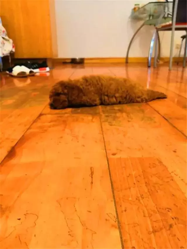 泰迪愛咬鏟屎官,而且越打狗狗越凶,學會這三招讓泰迪變乖巧