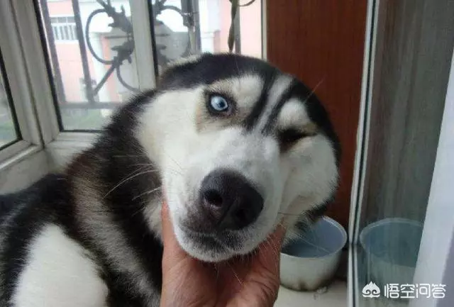 智商高的狗狗都有哪些表現?