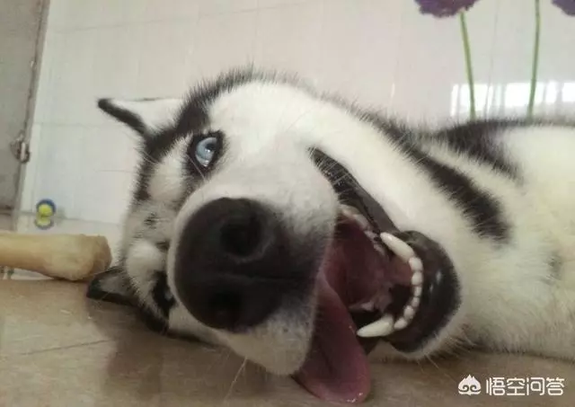 智商高的狗狗都有哪些表現?