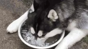 智商高的狗狗都有哪些表現?