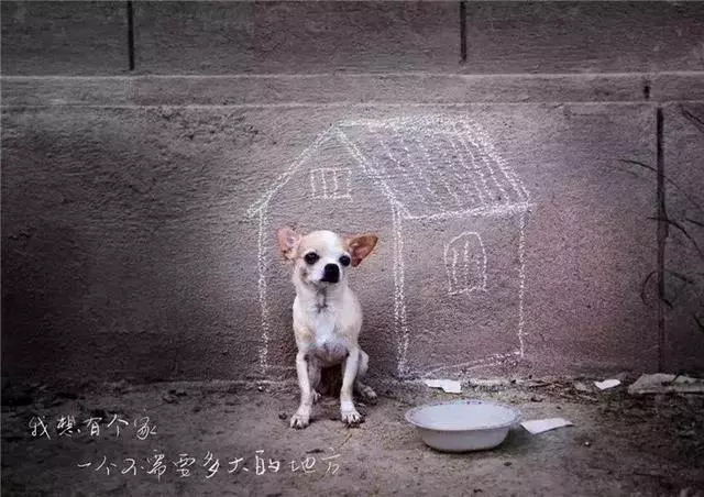 流浪狗兩年前被收留,可鏟屎官現在想放棄,五種辦法處理遺棄狗